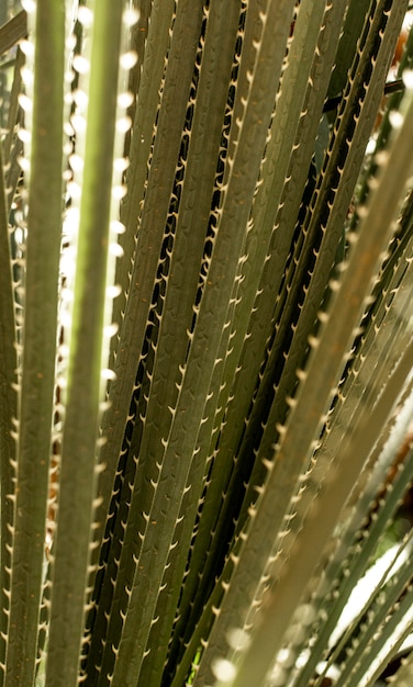 Close-up van groene bladeren met spikes