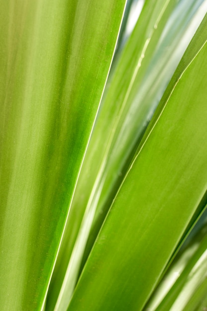 Close-up van groene bladeren