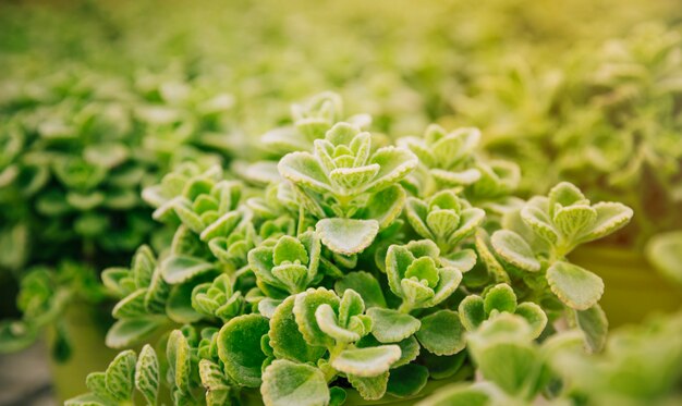 Close-up van groene bladereninstallatie in zonlicht