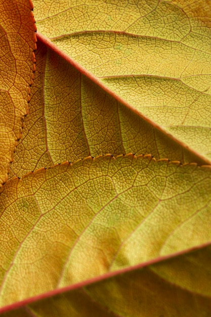 Close-up van groene en bruine bladeren