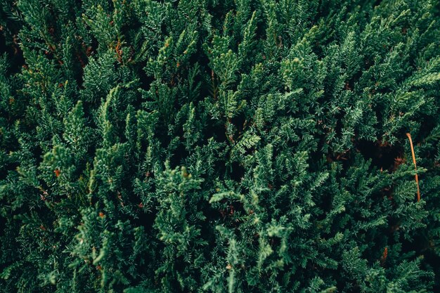 Close-up van groene fir tree takken in een bos