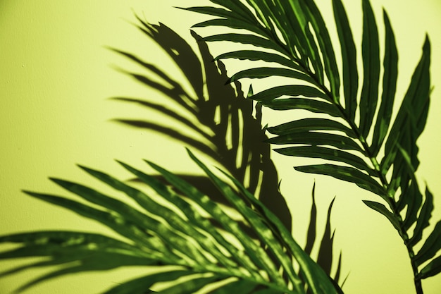 Close-up van groene palmbladen op munt groene achtergrond