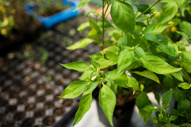 Close-up van groene plant in kas