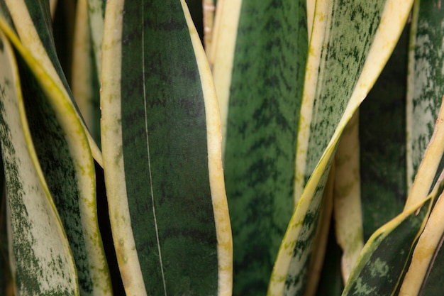 Close-up van groene plant met gele details