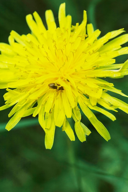 Close-up van groene plant