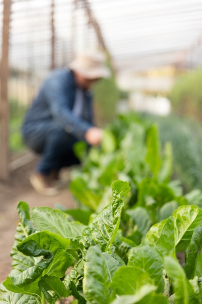 Gratis foto close-up van groene planten in de kas