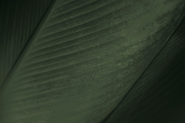 Close-up van groene sigarenbloembladeren