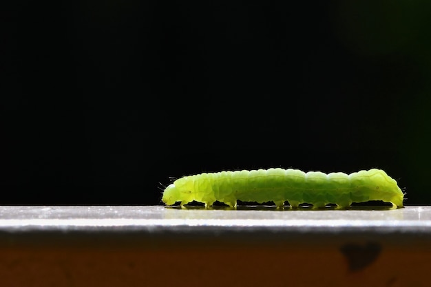 Close-up van groene worm