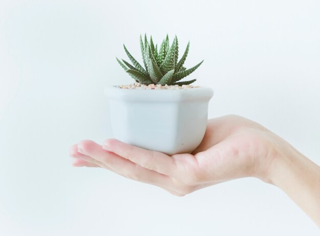 Close-up van hand die een pot met een cactus houdt