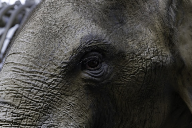 Gratis foto close-up van het oog van een olifant