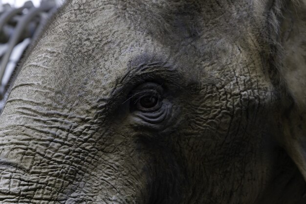 Close-up van het oog van een olifant