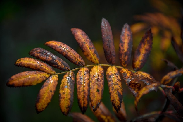 Gratis foto close-up van het prachtige herfstblad