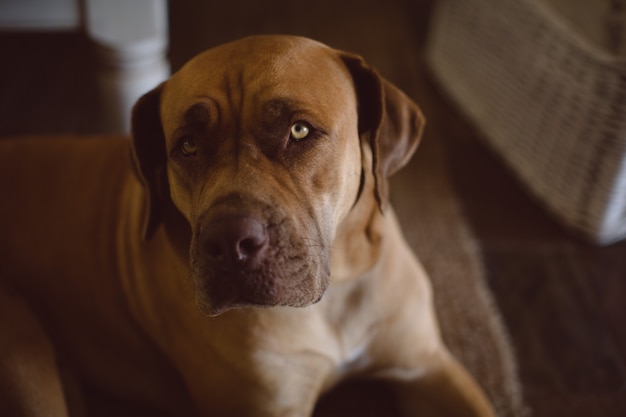 Close-up, van, hond