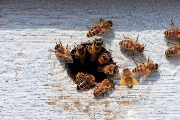 Close-up van honingbijen vliegen uit een gat in een houten oppervlak onder het zonlicht overdag