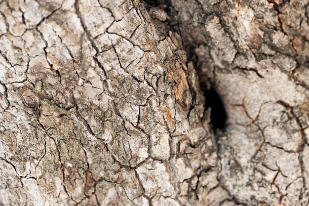 Close-up van houtstructuur achtergrond