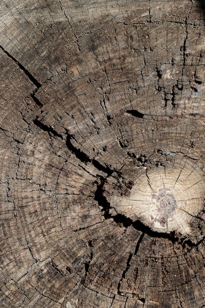 Gratis foto close-up van houtstructuur achtergrond