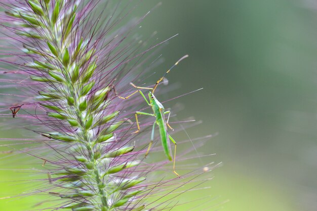 Close-up van insecten rusten op een plant
