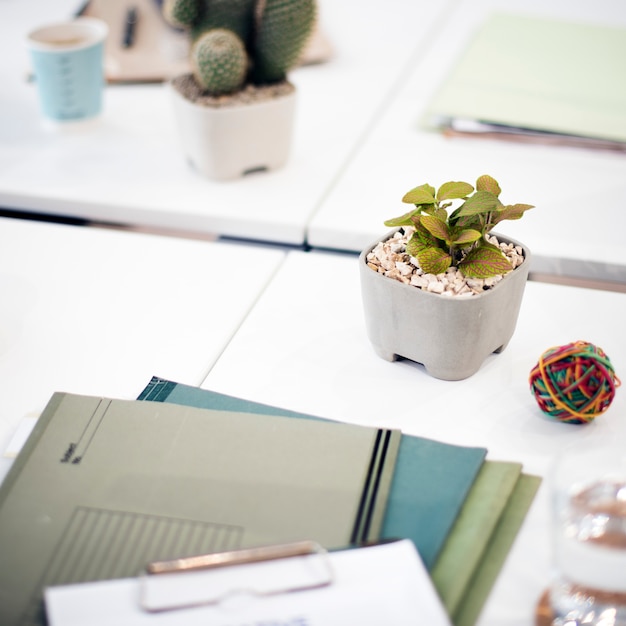 Gratis foto close-up van kamerplant op witte lijst in bureau