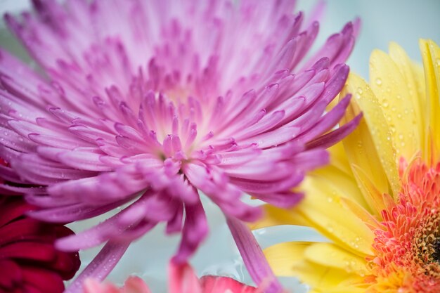 Close-up van kleurrijke bloemen die op waterachtergrond drijven