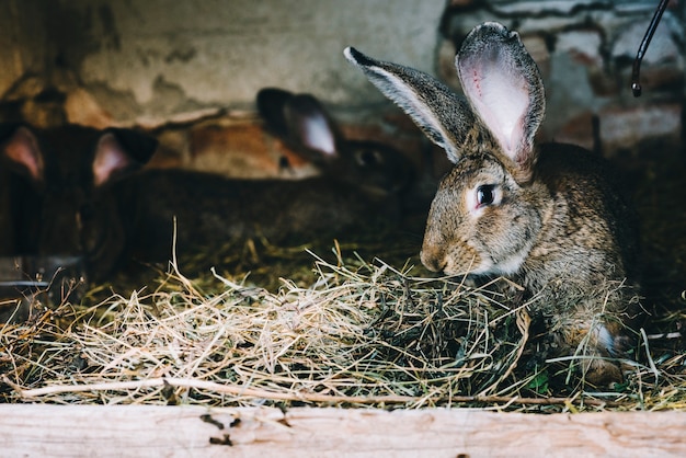 Gratis foto close-up van konijn dat gras eet