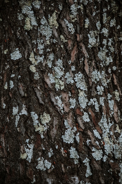 Close-up van korstmossen die op boomboomstam groeien