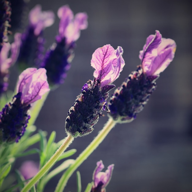 &quot;Close-up van lavendel bloemen in het voorjaar&quot;