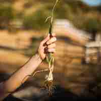 Gratis foto close-up van lente-ui van de handholding