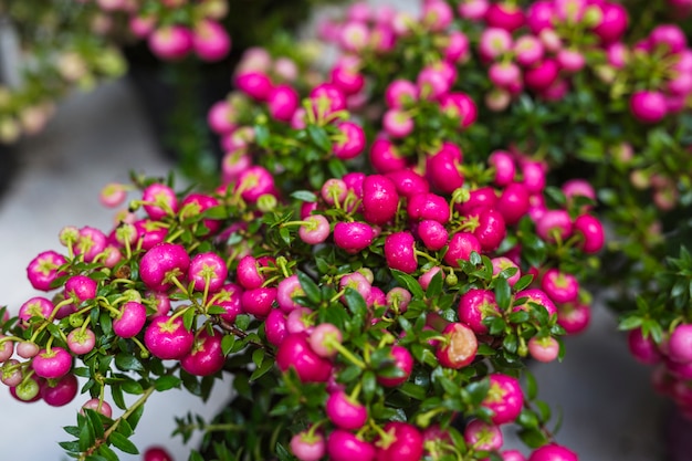 Close-up van leptecophylla plant