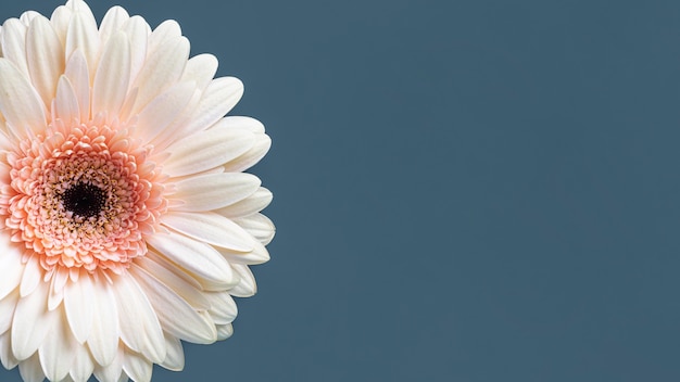 Close-up van macro bloeide bloem