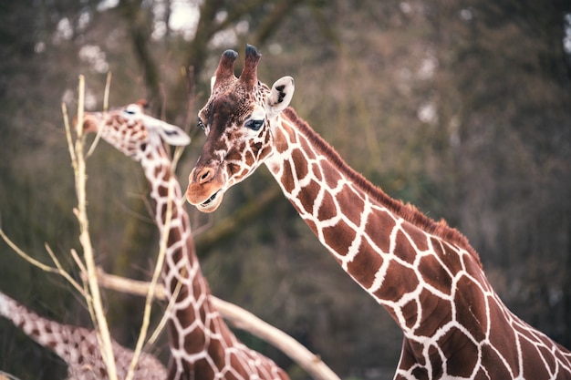 Close-up van meerdere giraffen die van bomen eten