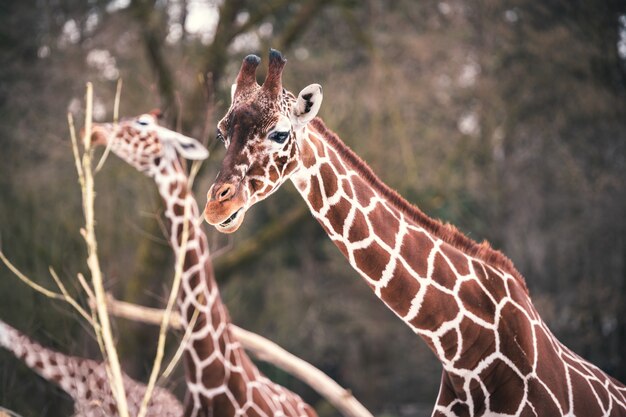 Close-up van meerdere giraffen die van bomen eten