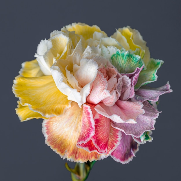 Gratis foto close-up van mooie bloeide bloem