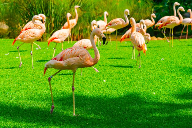 Close-up van mooie flamingogroep die op het gras in het park lopen