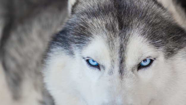 Close-up van mooie husky