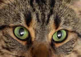Gratis foto close-up van mooie kat met groene ogen