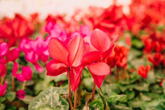 Close-up van mooie rode bloemen die in de tuin bloeien