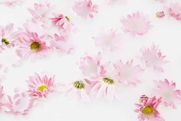 Close-up van mooie roze bloemen die op water drijven