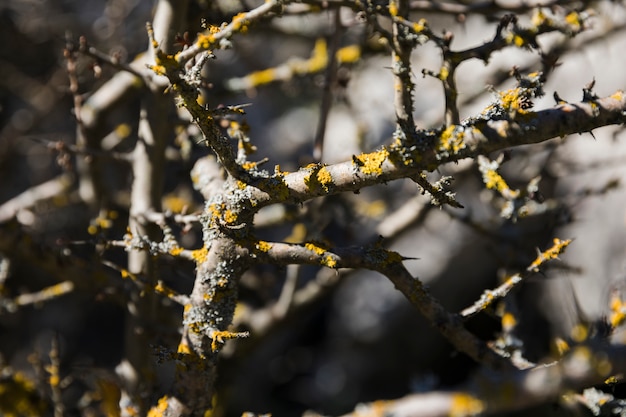 Close-up van mos op kale boom