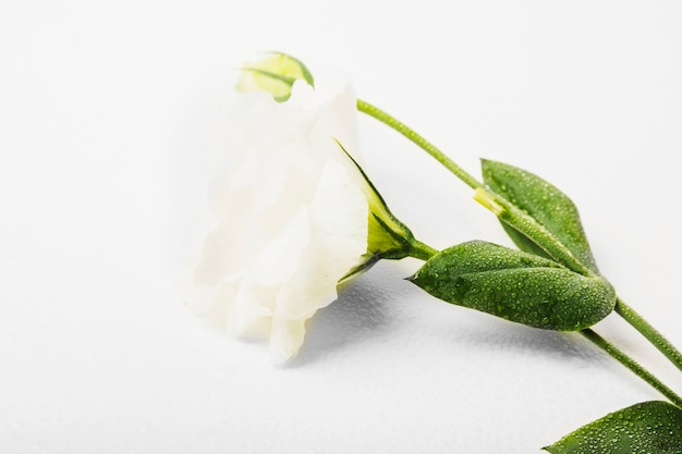 Close-up van natte witte bloem op witte achtergrond