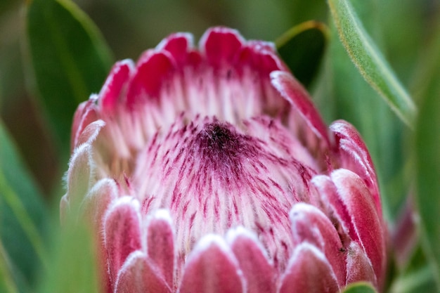 Gratis foto close-up van paarse bloem