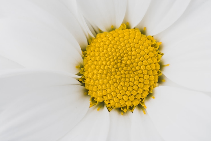 Gratis Foto close-up van perfecte daisy