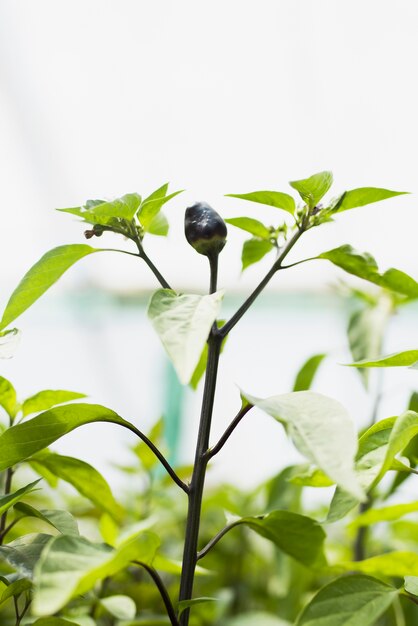 Close-up van plant met zwart fruit