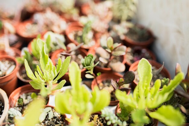 Close-up van planten in bruine potten