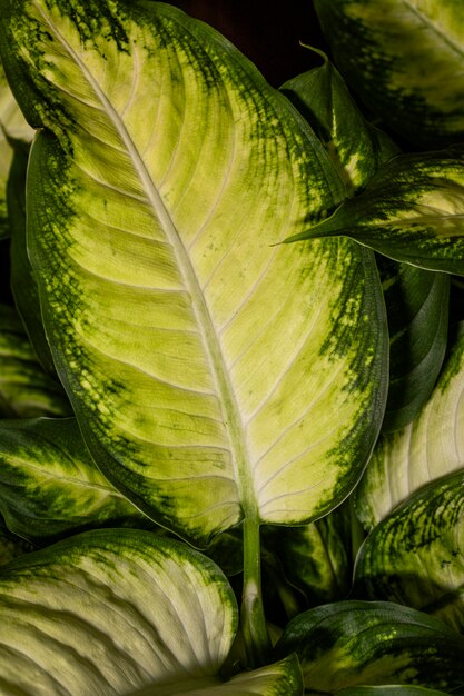 Close-up van plantgebladerte met gekleurde randen