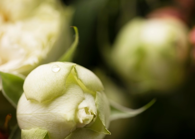 Gratis foto close-up van prachtig uitgebloeide rozenbloem