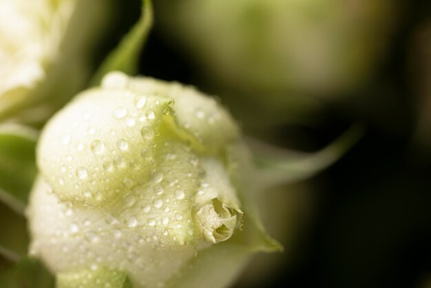 Close-up van prachtig uitgebloeide rozenbloem