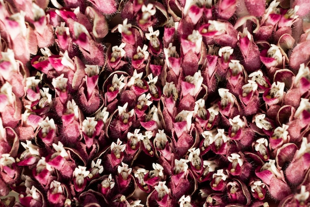 Close-up van prachtige bloemendetails in de natuur