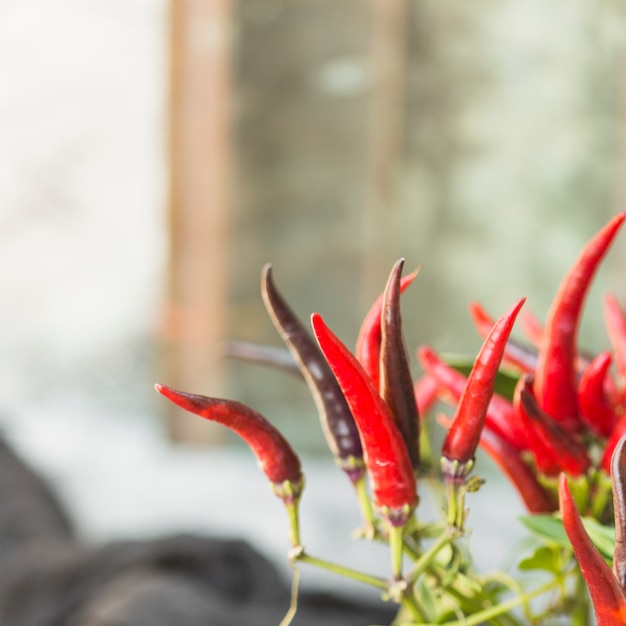 Gratis foto close-up van red hot chili pepers