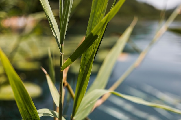 Close-up van riet in de buurt van het water