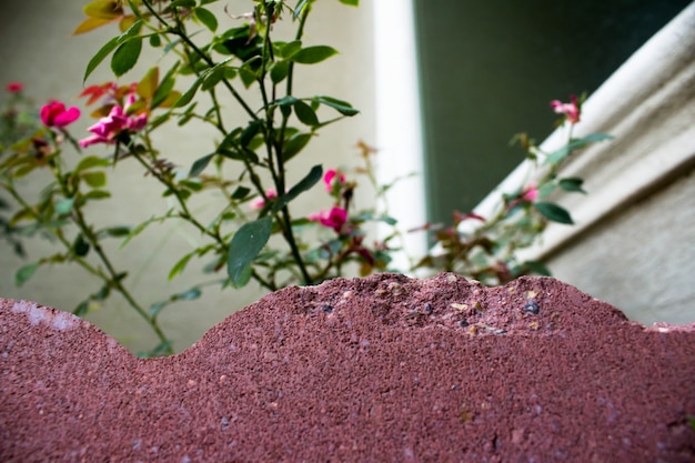 Close-up van rode baksteen met rozen op de achtergrond